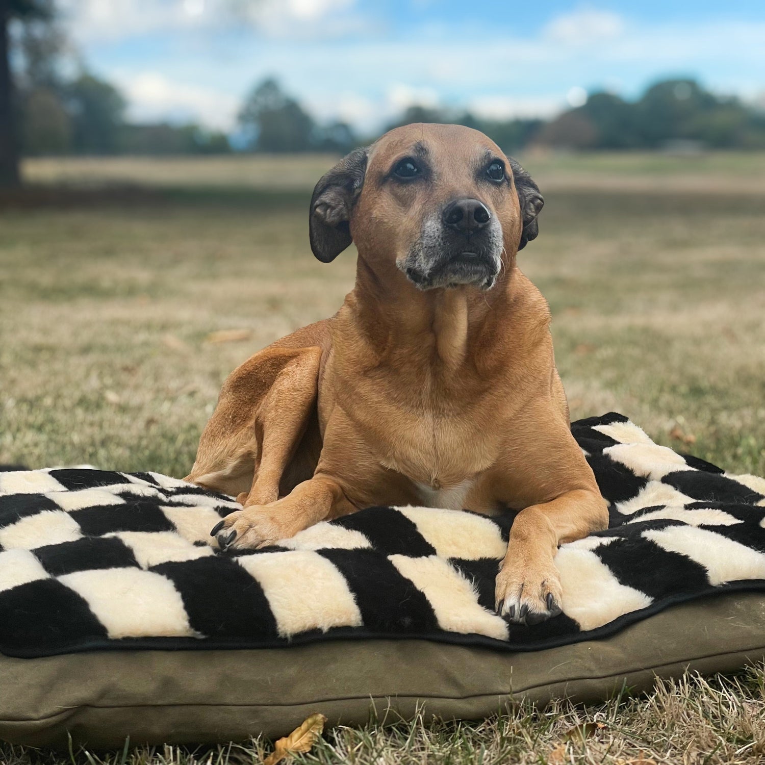 Sheepskin Dog/Pet Mat